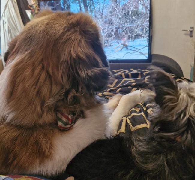Do you have a large-ish dog, e.g. Boxer and bigger that insists on being a lap dog, when it really isn't?