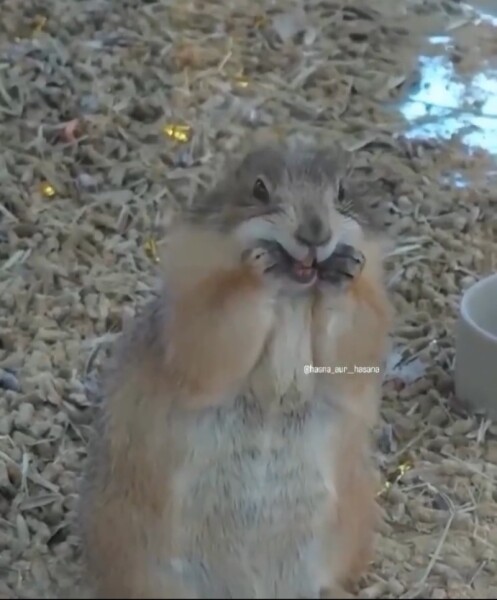 The Bluestocking: All You Need to Know About Risk Assessments, Jazz Hands, Battenberg and Sourdough (But Were Afraid to Ask) - and gerbils. Lots and lots of gerbils.