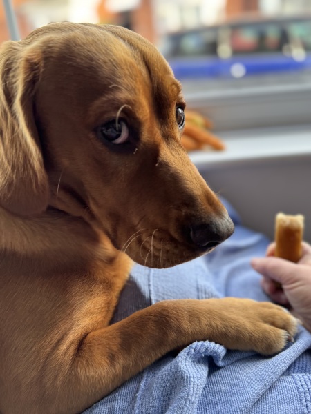 Beyond Adolescence - a thread to chat about grown up dogs, cake and anything else, excluding coffee.