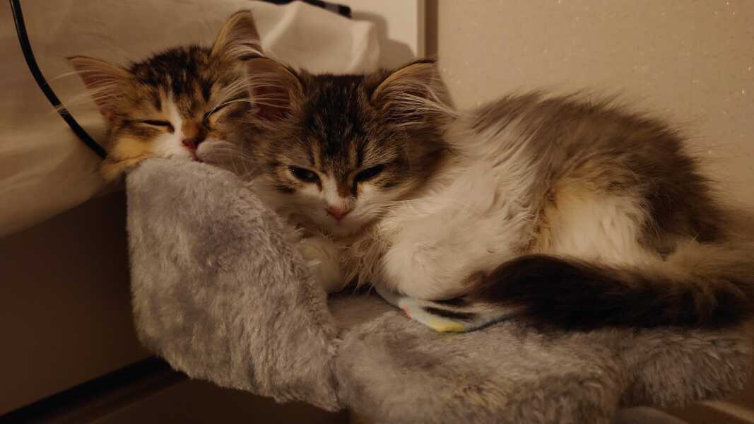 Scrawny 15 week old kitten