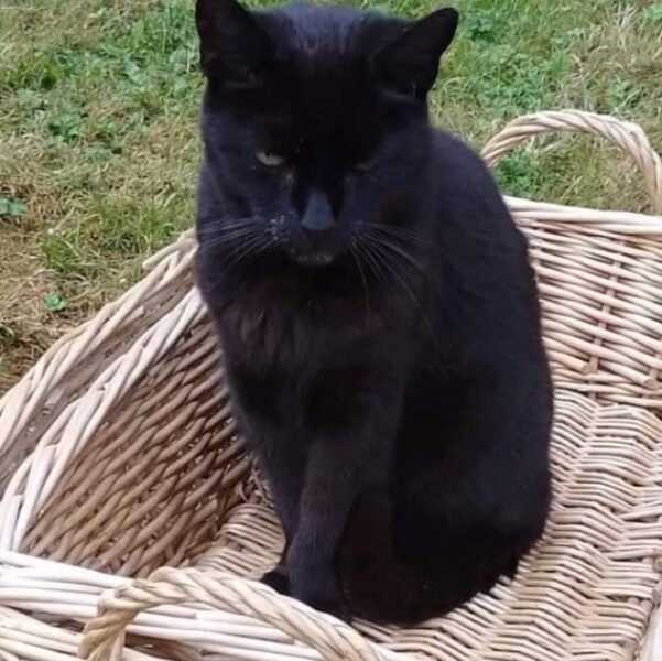 How long do non pure bred cats normally live