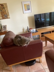 Scottish Tourism - the Excellent Cats debate Gizmo's suitability as a top influencer