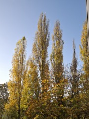 The Nigel Slater Christmas Chronicles Readalong 2025