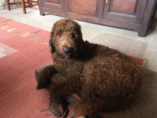 Beyond Adolescence - a thread to chat about grown up dogs, cake and anything else, excluding coffee.