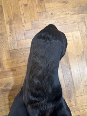 Puppy Survival Thread Autumn 2025 - all welcome!