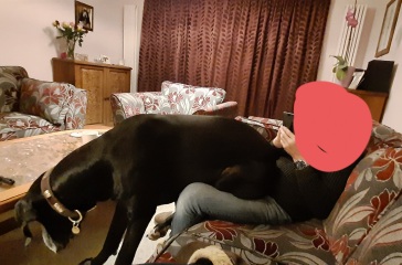 Do you have a large-ish dog, e.g. Boxer and bigger that insists on being a lap dog, when it really isn't?