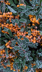 The Nigel Slater Christmas Chronicles readalong 2025 - Part 2