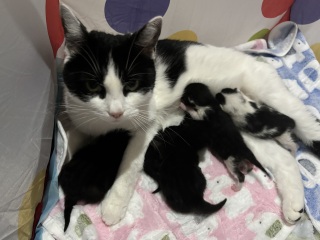 Who wants to wait whilst my kittens are born!
