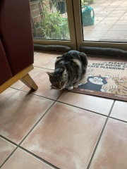 Scottish Tourism - the Excellent Cats debate Gizmo's suitability as a top influencer