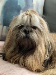 Shitzu Puppy