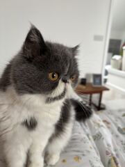 Paws crossed for Penelope please