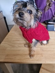 Cutest thing your dog does?