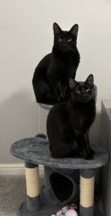 Cats with thumbs!