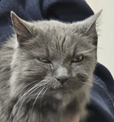 “Cats don’t have facial expressions”