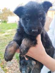 Name my pups!