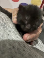 Who wants to wait whilst my kittens are born!