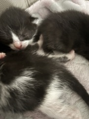 Who wants to wait whilst my kittens are born!