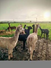 Likely pancreatic cancer. How do I tell my mum that I'm probably dying from the same thing that killed my father?