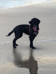 Beyond Adolescence - a thread to chat about grown up dogs, cake and anything else, excluding coffee.