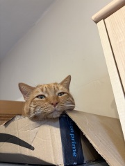 “Cats don’t have facial expressions”