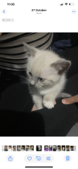 What breed would you say pic inc )