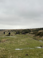 The Nigel Slater Christmas Chronicles Readalong 2025