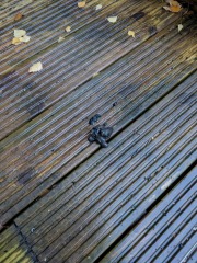 Another Poo ID one