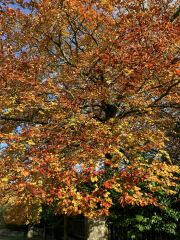 The Bluestocking - Raiders of the Lost Sparp