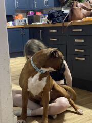Do you have a large-ish dog, e.g. Boxer and bigger that insists on being a lap dog, when it really isn't?