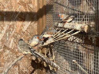 The Nigel Slater Christmas Chronicles Readalong 2025