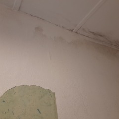 What could be cause of damp/moulds - how to get help