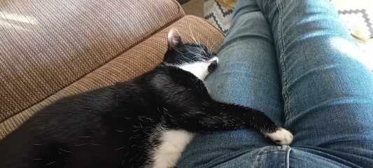 Accidentally locked cat in boiler cupboard overnight