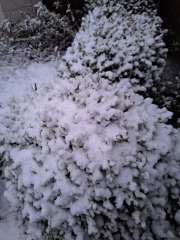 The Nigel Slater Christmas Chronicles readalong 2025 - Part 2