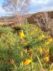 The Nigel Slater Christmas Chronicles Readalong 2025