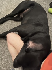 Do you have a large-ish dog, e.g. Boxer and bigger that insists on being a lap dog, when it really isn't?