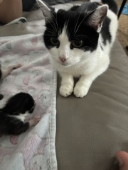 Who wants to wait whilst my kittens are born!