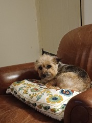 Does Anyone Else think Small Dogs Are Half Dog, Half Cat (lighthearted)