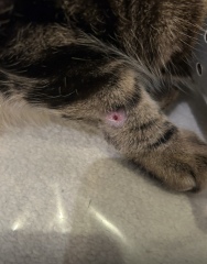 Cat wound keeps reopening