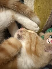 Dark mark/scab on kitten’s chin