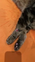 Cat wound keeps reopening