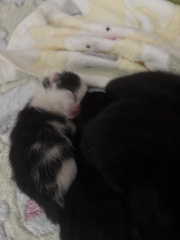 Who wants to wait whilst my kittens are born!