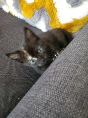 Our wee Tortie