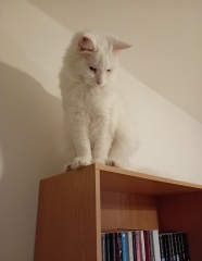 Prison Dramas, Bands and Ouija Boards - the Excellent Cats audition, sing and plot