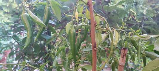 The Nigel Slater Christmas Chronicles Readalong 2025