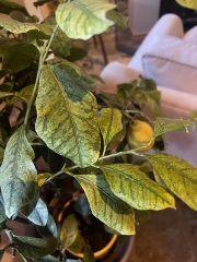 Help needed with sad lemon tree