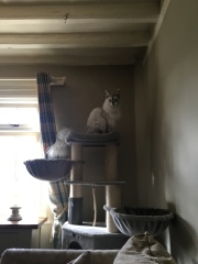 Scottish Tourism - the Excellent Cats debate Gizmo's suitability as a top influencer