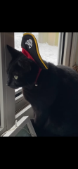 MrCat hasn’t read the manual