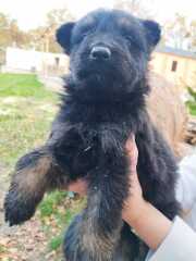 Name my pups!