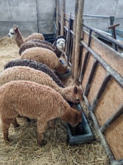 Likely pancreatic cancer. How do I tell my mum that I'm probably dying from the same thing that killed my father?