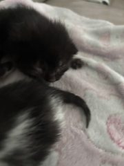 Who wants to wait whilst my kittens are born!